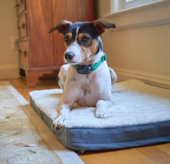 Indoor Pet Fence