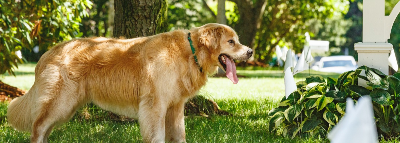 DogWatch of Southeast Indiana, Versailles, Indiana | Outdoor Hidden Dog Fences Slider Image