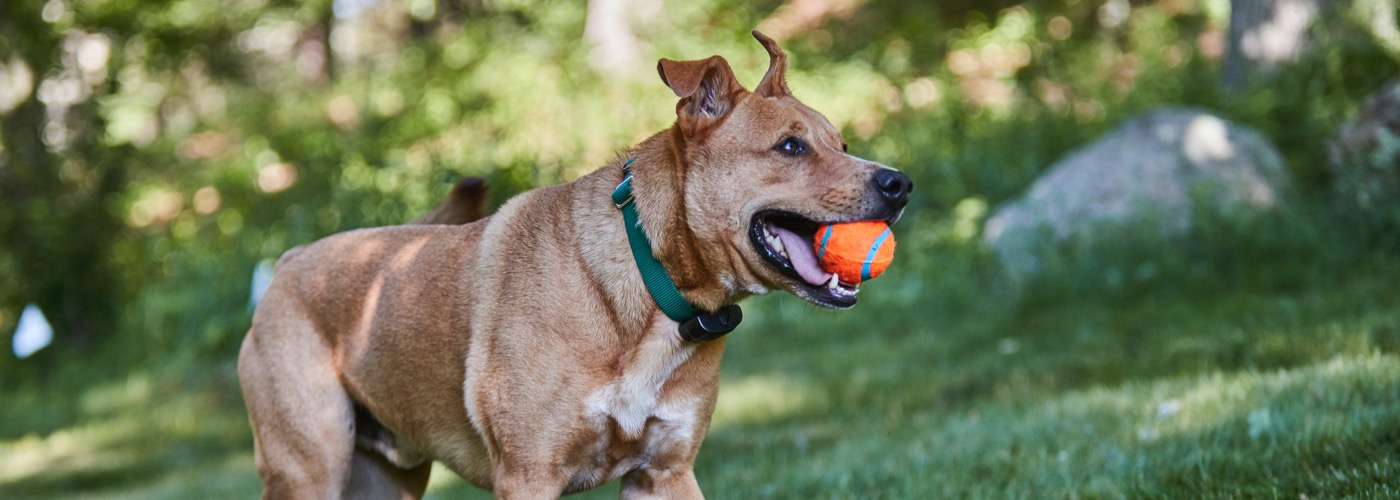 DogWatch of Southeast Indiana, Versailles, Indiana | ProFenceX™ Slider Image