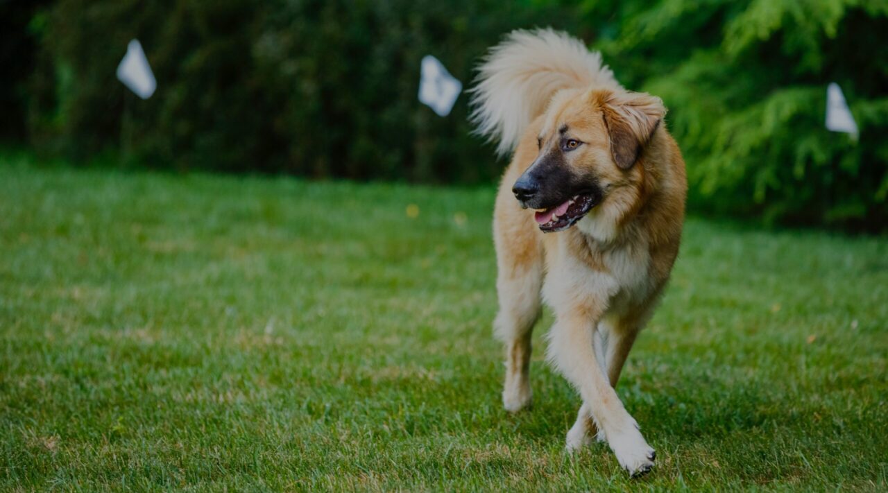 dog in yard with underground fence